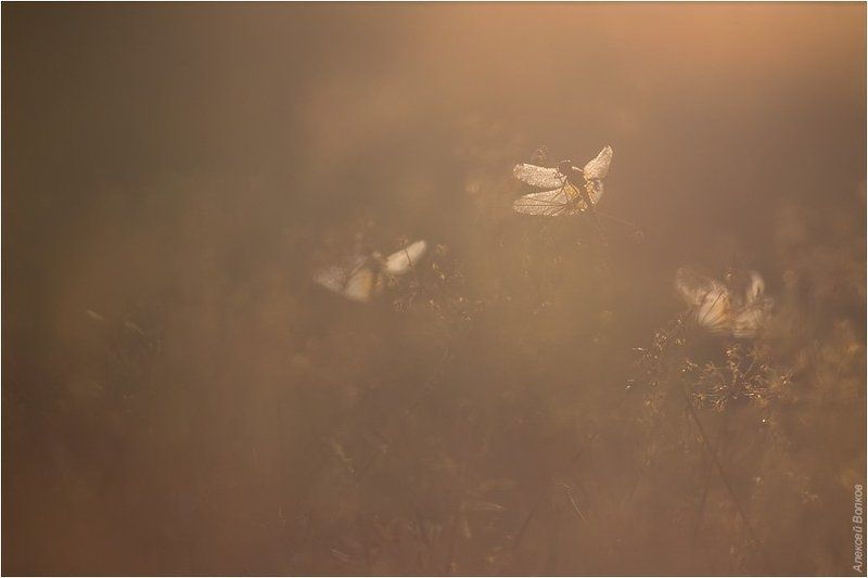 стрекоза, утро Утроphoto preview