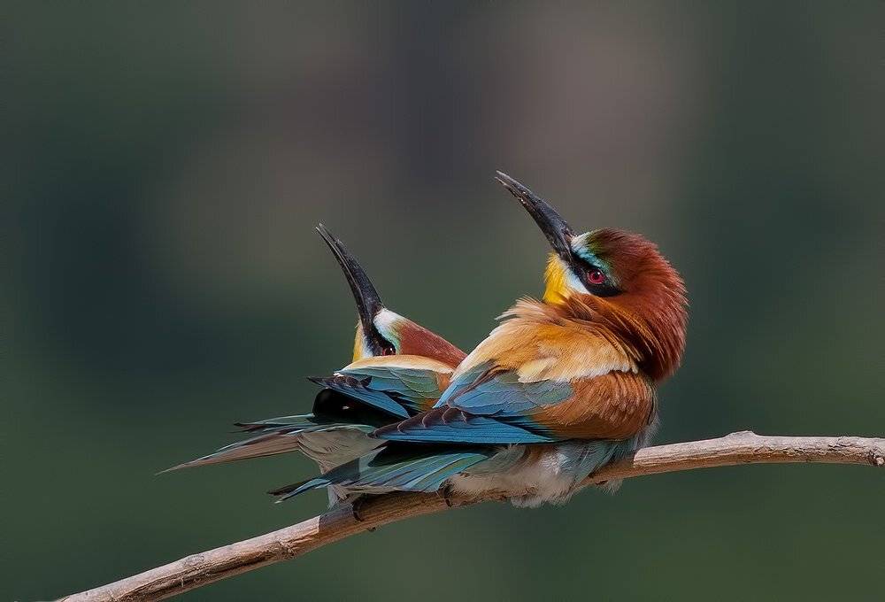 Автор: Стефан Дянков , Стефан Дянков