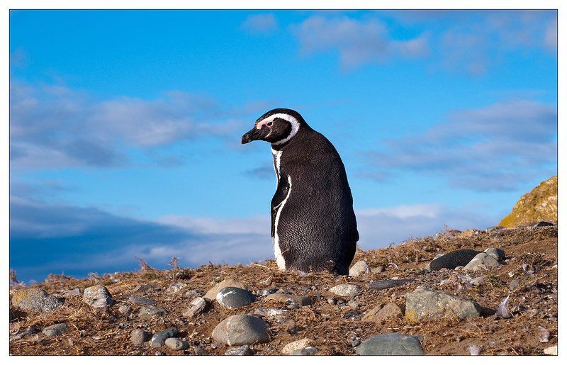Летят перелетные птицы в осенней дали голубой, летят они в жаркие страны, а я остаюся с тобой...photo preview