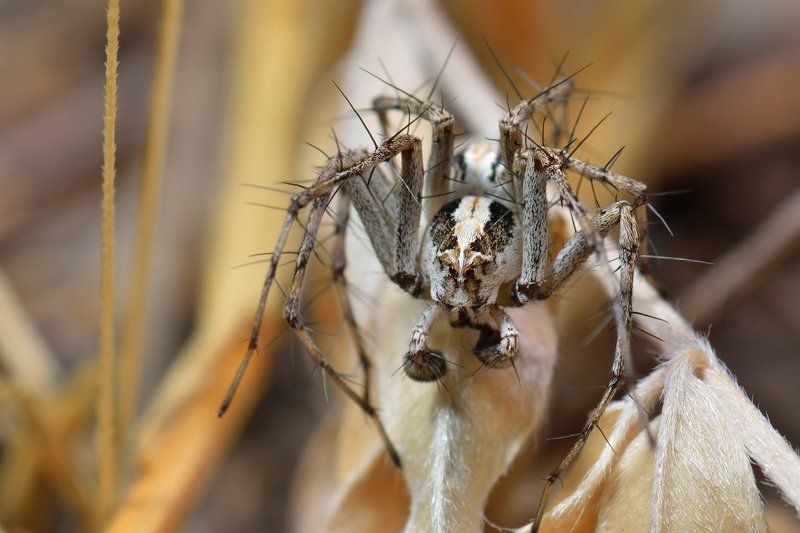 nikon, d7000, spider, macro, close-up, nature, arachnida, arthropoda, lynx spider, spider Паук-рысьphoto preview