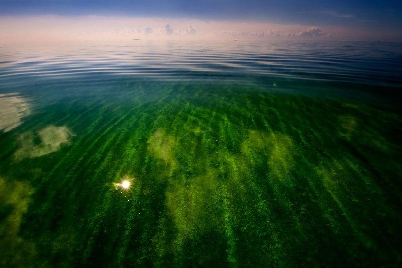 зеленое летоphoto preview