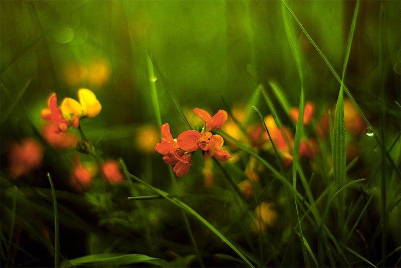 Башмачки для Венерыphoto preview