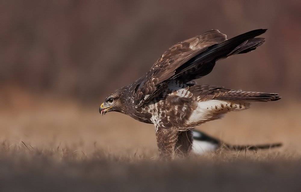 , Стефан Дянков