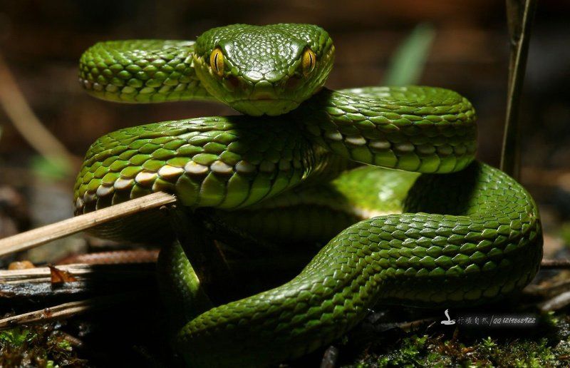 Southern Guangdong wildernessphoto preview