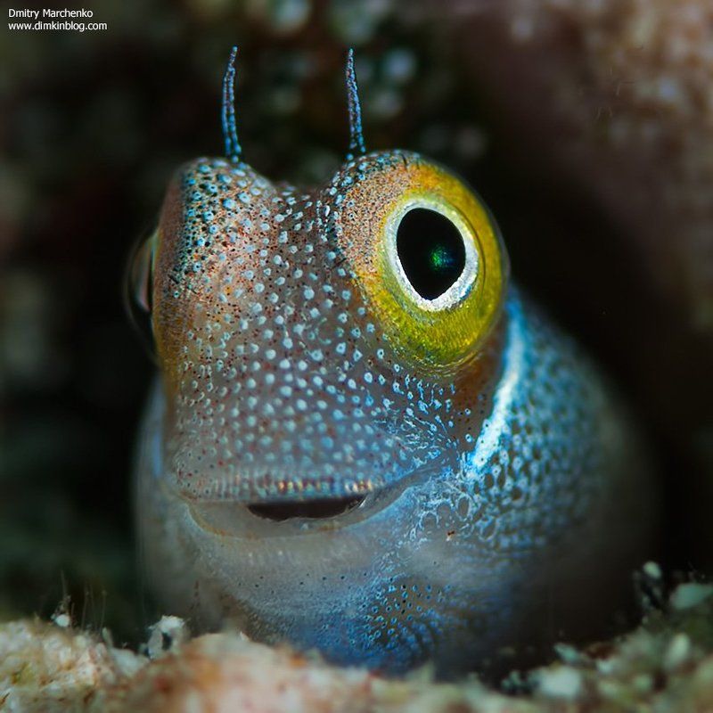 собачка,blenny fish, underwater Whats up ?photo preview