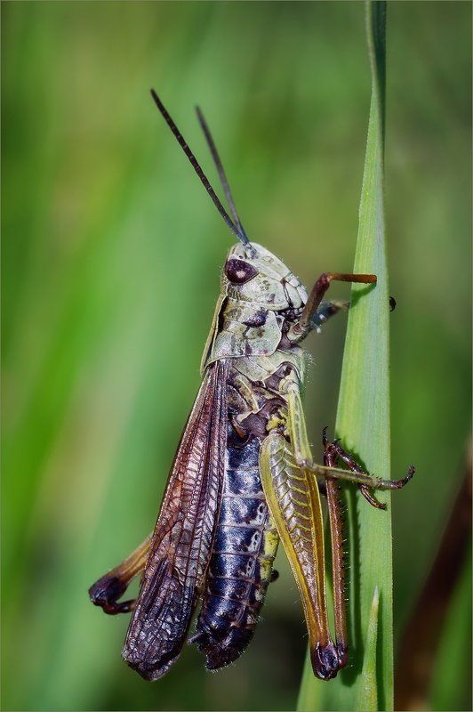В траве сидят кузнечикиphoto preview