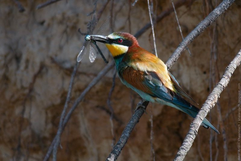 золотистая, щурка Щурка и стрекозаphoto preview