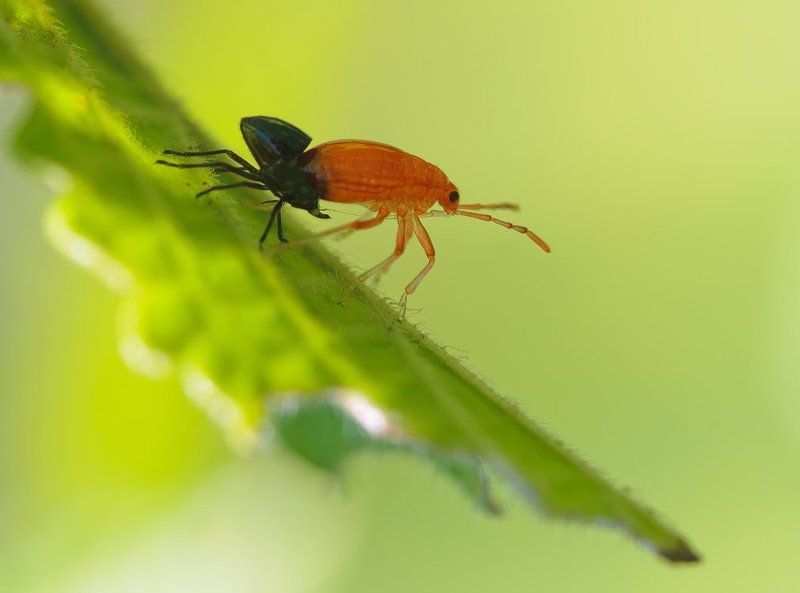 метаморфоз,линька,тля,макро,насекомые Новорожденныйphoto preview