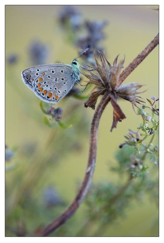 голубянка, бабочка ***photo preview