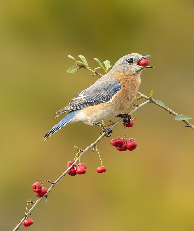 восточная сиалия, eastern bluebird,bluebird Восточная сиалия (самка) - Eastern Bluebird femalephoto preview