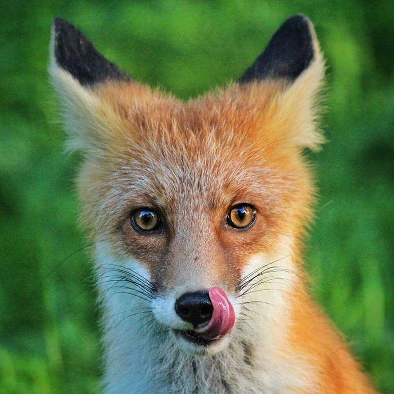 лиса,природа,лес,лис Лисенышphoto preview