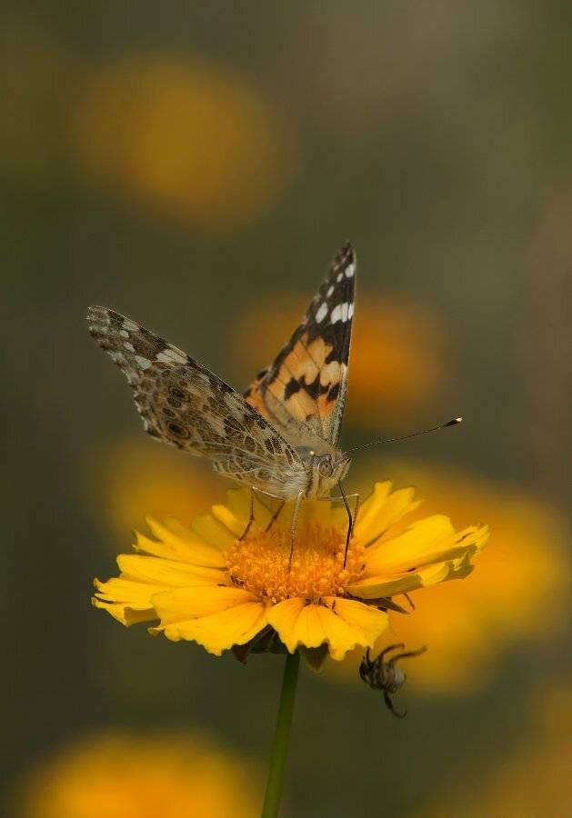 Бабочка, Жук, Чепленко Алексей