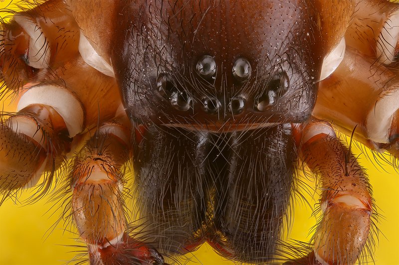 паук насекомое макро ....photo preview