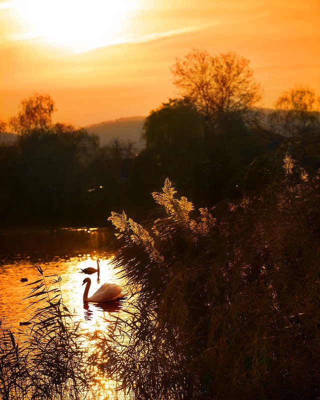 Лебединое озеро. Закат.photo preview