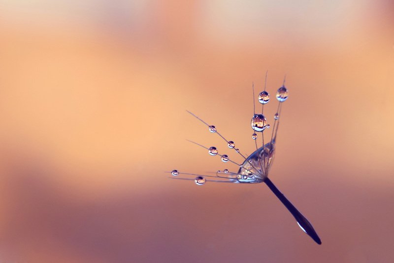 closeup, macro, water drops, dandelion Whisperingphoto preview