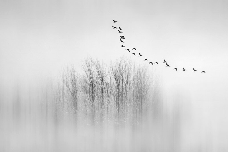 minimal, birds, black and white, trees, fog Departuresphoto preview