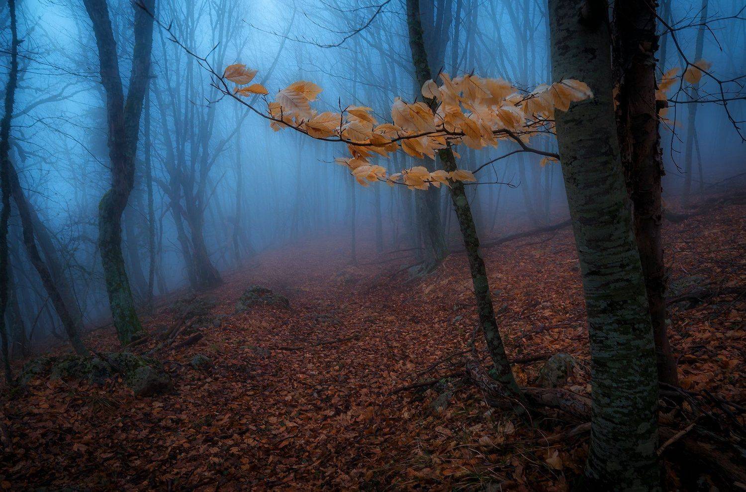 крым, водопад, лес,  пейзаж, деревья, россия,  осень, туман, Владимир Яковлев