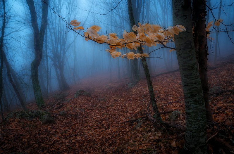 крым, водопад, лес,  пейзаж, деревья, россия,  осень, туман Последняя осень...photo preview