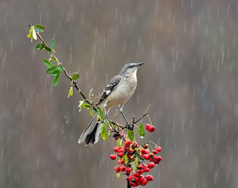 многоголосый пересмешник, northern mockingbird, пересмешник, дождь Любитель ягод - Многоголосый пересмешникphoto preview