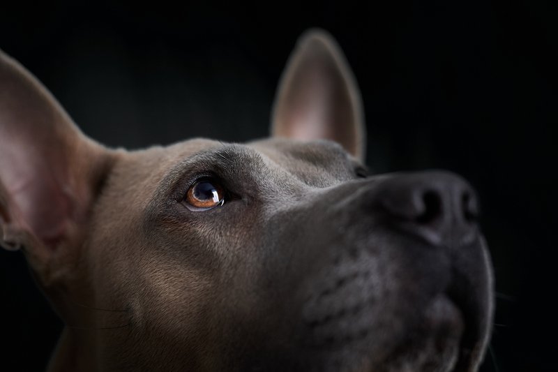 Thai ridgeback...photo preview