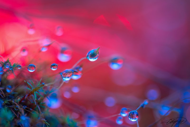 макрофотография, капли, роса, радостно. утро Волшебный рассвет на Пандоре.photo preview