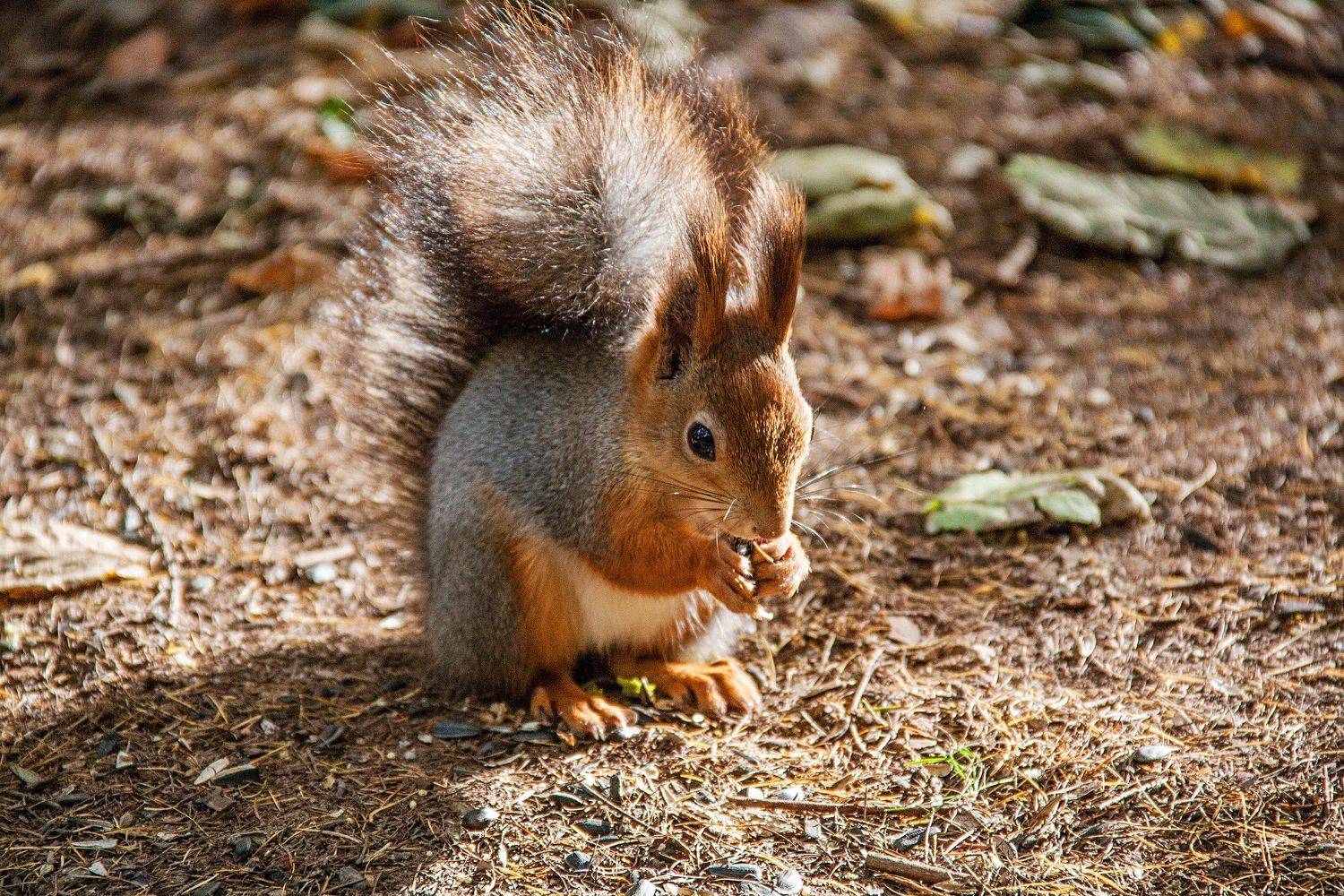 фотографалинция, Алинция Савельева