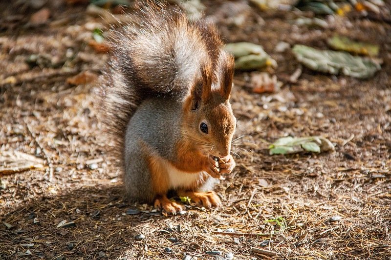 фотографалинция «Я хочу без всякой спешки, Грызть в дупле свои орешки» фото превью