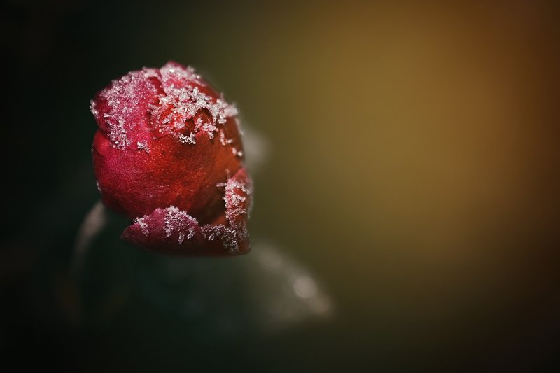 closeup, macro, rose, red, flower, frost, ice Welcome December!photo preview