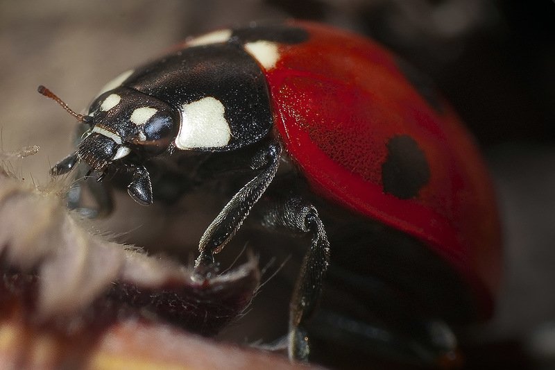 южный, урал, губерля орск, новотроицк Живая Каска.photo preview