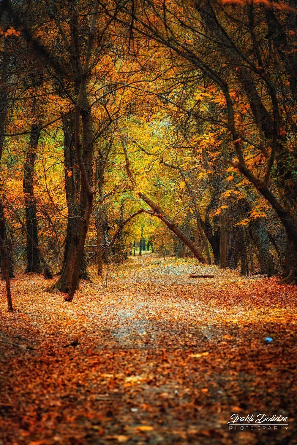 The end of Autumn. Автор: ირაკლი დოლიძე wood, forest, autumn, trees, leaf, leaves, yellow, landscape, ირაკლი დოლიძე