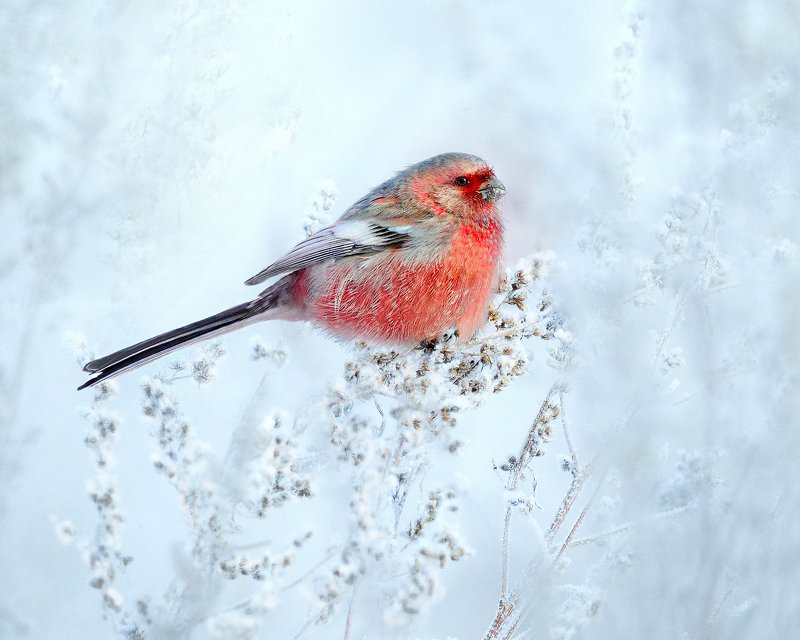 природа, фотоохота,  птицы, животные, зима, урагус, длиннохвостый снегирь Краски зимнего лугаphoto preview