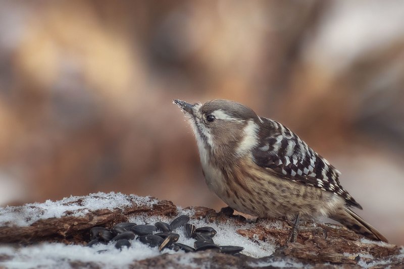 Малый острокрылый дятелphoto preview