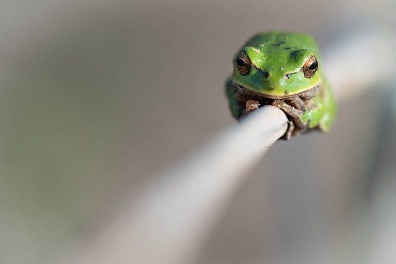 Квакшаphoto preview