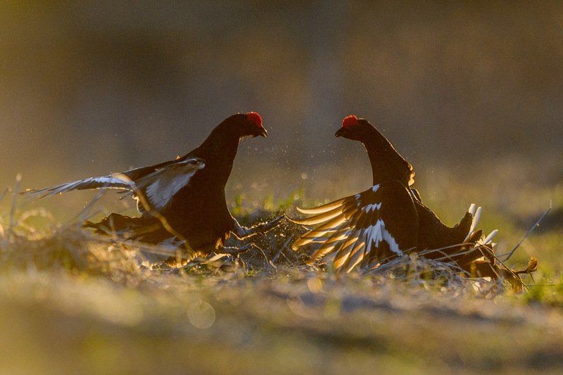 Бойцыphoto preview