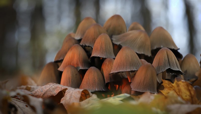 Тихая охотаphoto preview