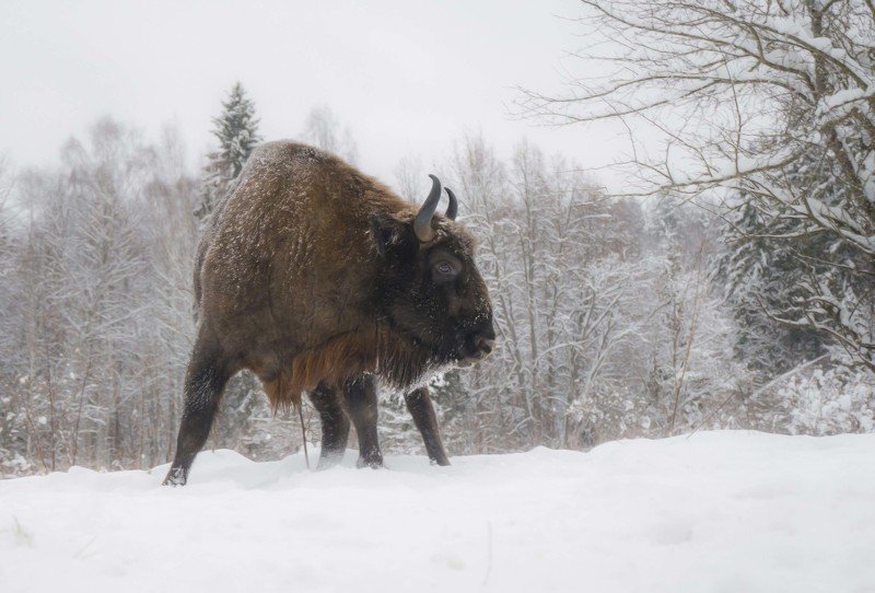 калужские засеки, природа, зубр, животные, дикие животные, зима, лес, европейский бизон, nature, bison, animals, wild animals, winter, forest, еuropean bison, Моя территорияphoto preview