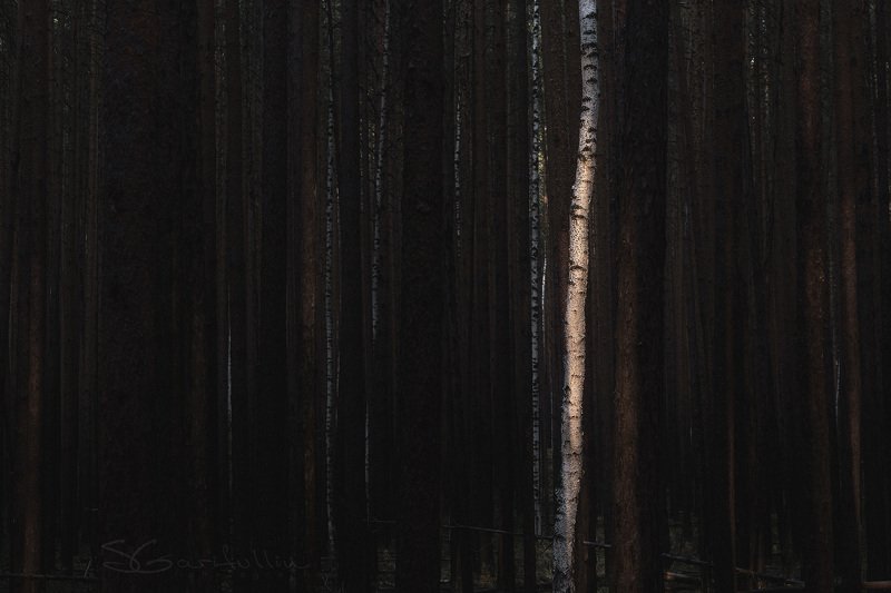 Урал, Средний Урал, береза, берёза, сосна, лес Чужой среди своихphoto preview