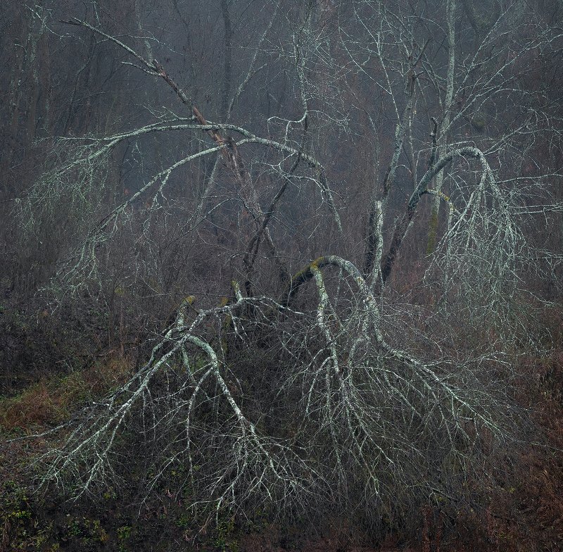 Тайны подмосковного лесаphoto preview