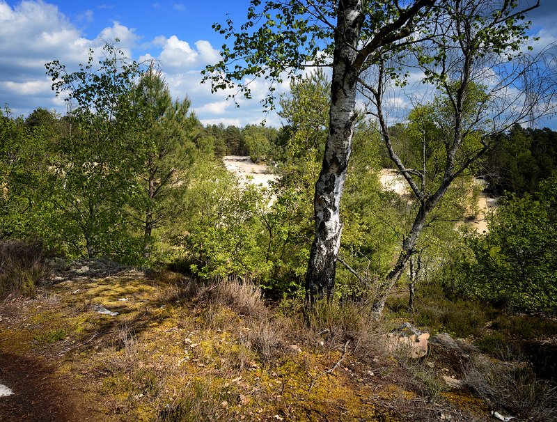 nemours, poligny, france, forêt photo preview
