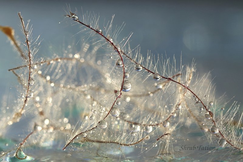 капли, пушинки, макро Капелькиphoto preview