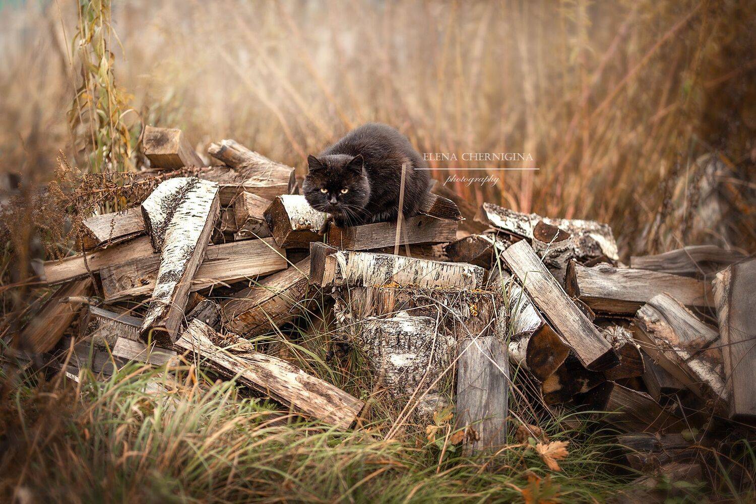 мальчик, деревня, пацан, мальчишки, дети, фото в деревне, портрет, детский портрет , Елена Чернигина