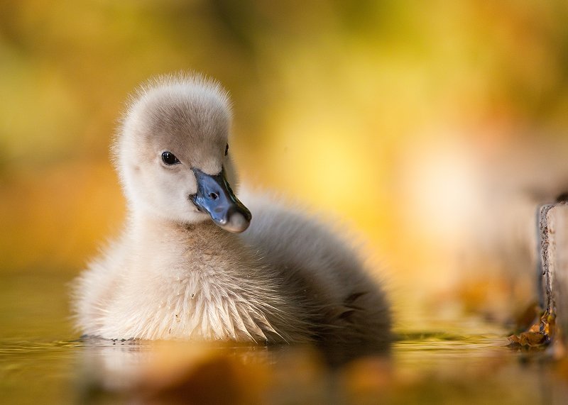 Black swanphoto preview