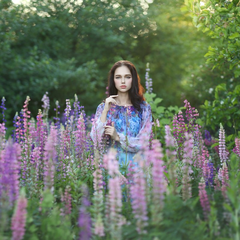 лето, люпины, цветение, девушка с люпинами, сиреневый photo preview