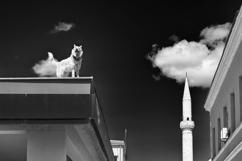Собака на крышеphoto preview