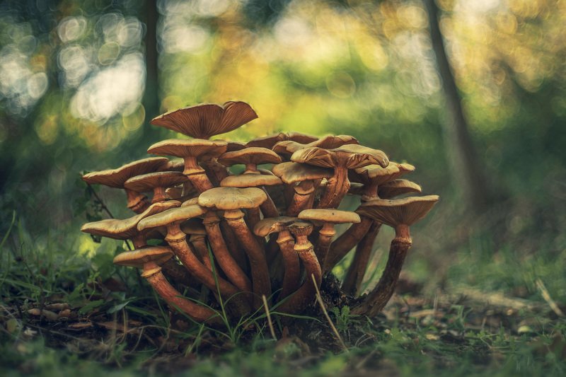 mushroom, cortinarius, nature, light, bokeh Cortinariusphoto preview