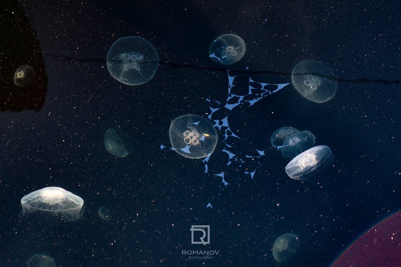 медуза, море, космос, туманность, звезды, небо, инопланетяне, фантастика, черный, солнце, красный, франция, дюнкерк, животные, бескрайний, звездная ночь, ночь Beyond of space science - За пределами космической наукиphoto preview