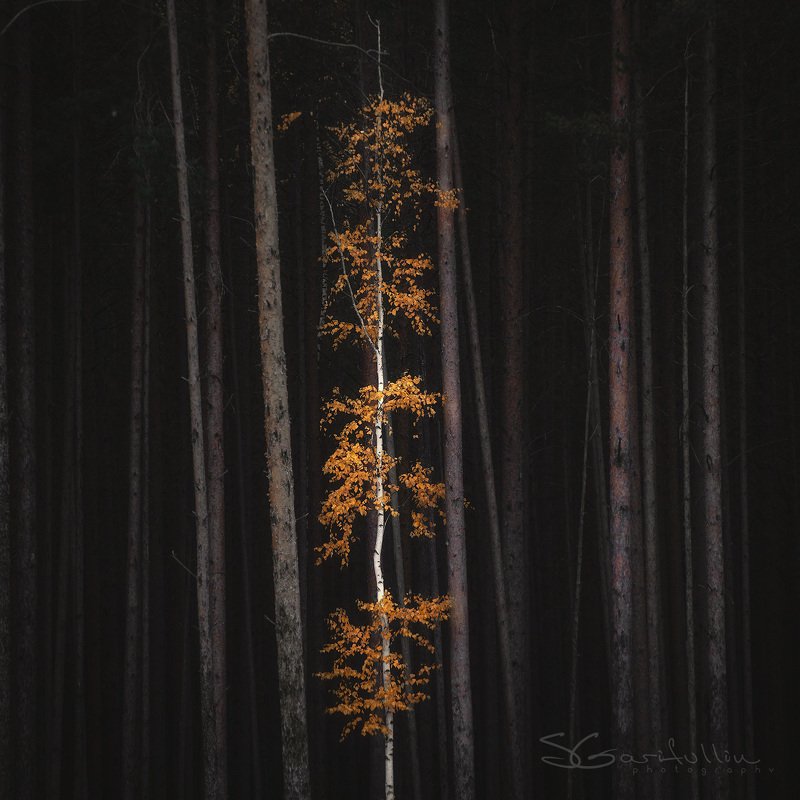 Урал, Средний Урал, береза, осень, сосны Усыпанный золотом photo preview