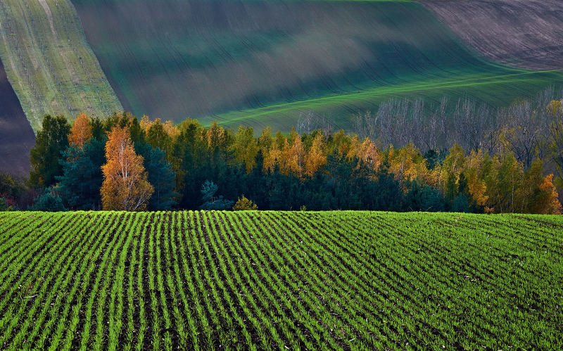 южная моравия, чехия, весна,  south moravia, czech Озимыеphoto preview