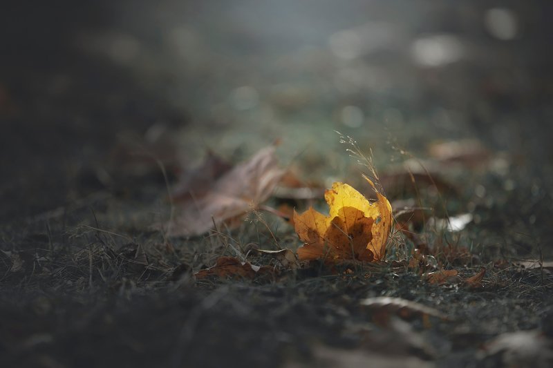 summer remainsphoto preview