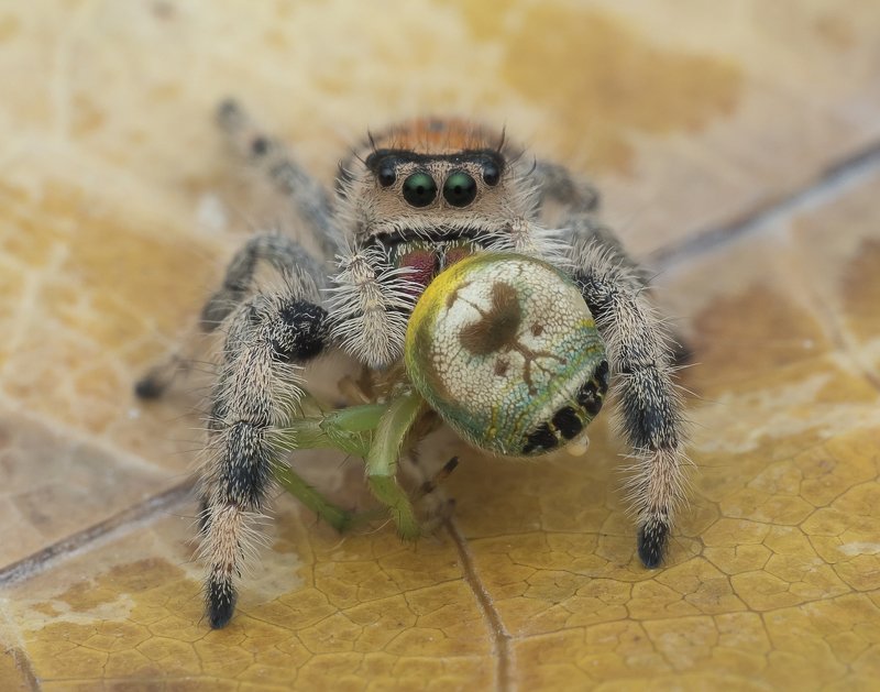 #spider#prey#colors Spider With Prey 191205Aphoto preview